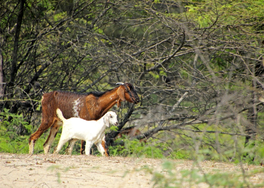 a brown and white horse standing next to a white goat