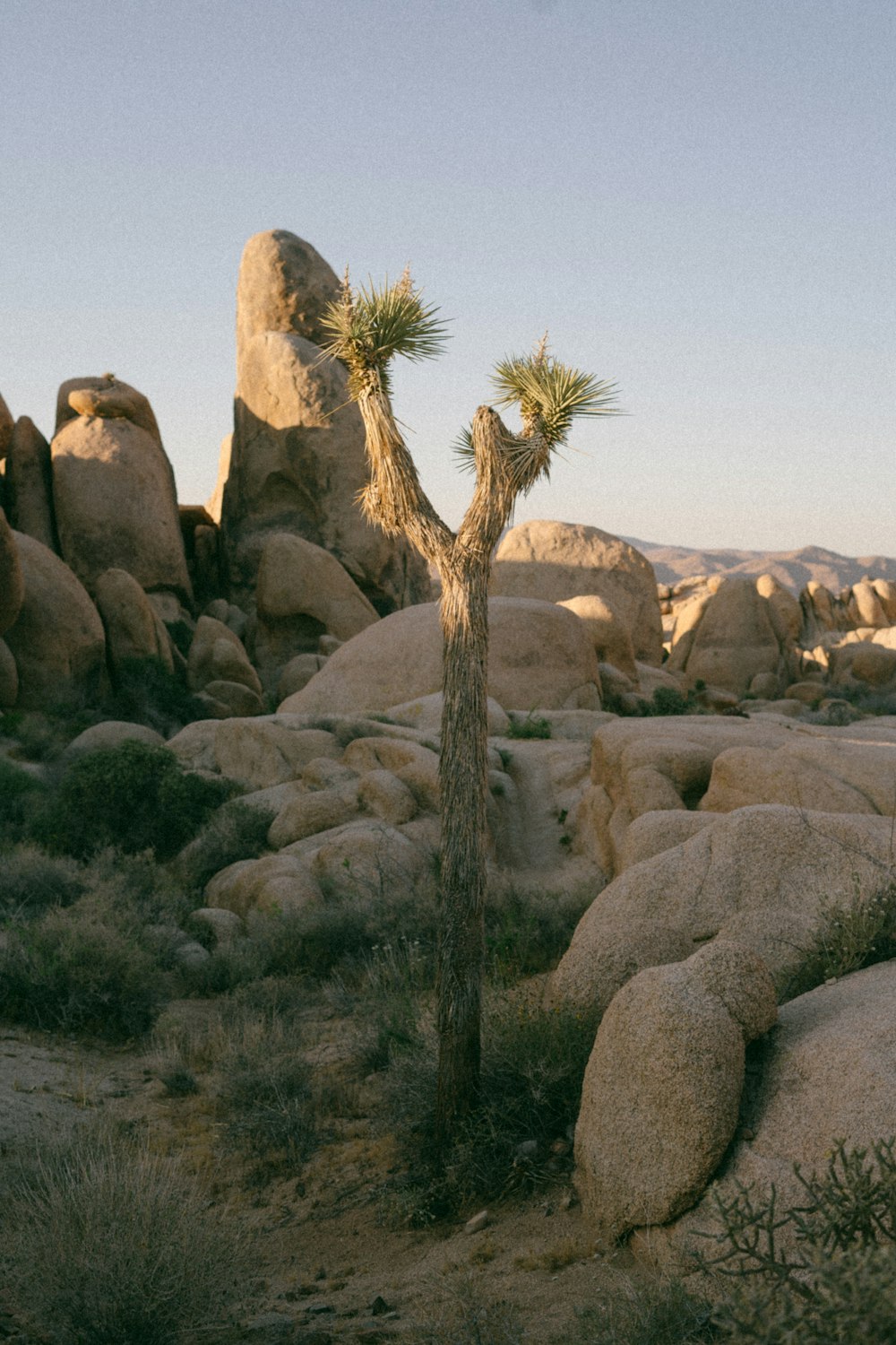 a lone tree in the middle of a desert