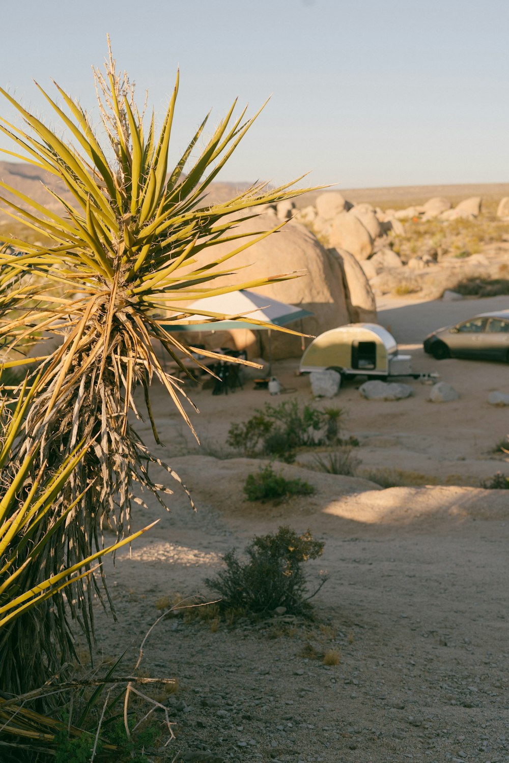a desert scene with tents and a cactus