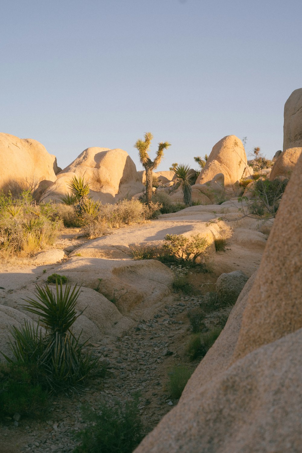 a dirt road surrounded by large rocks and palm trees