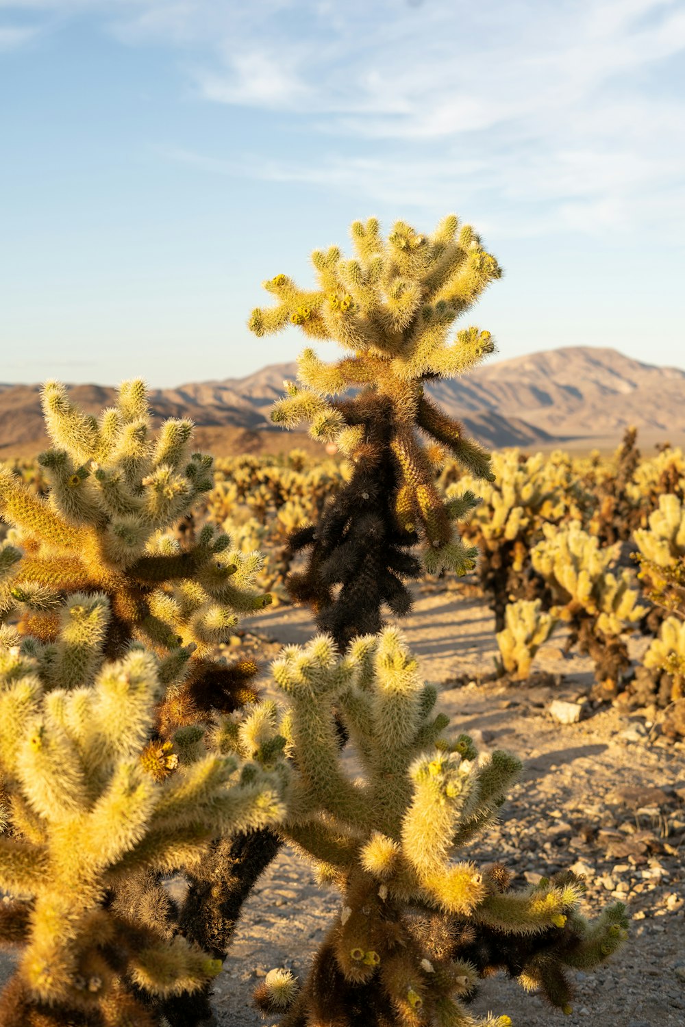 a cactus in the desert with mountains in the background