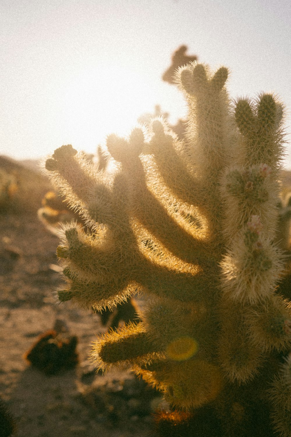 a close up of a cactus plant with the sun in the background