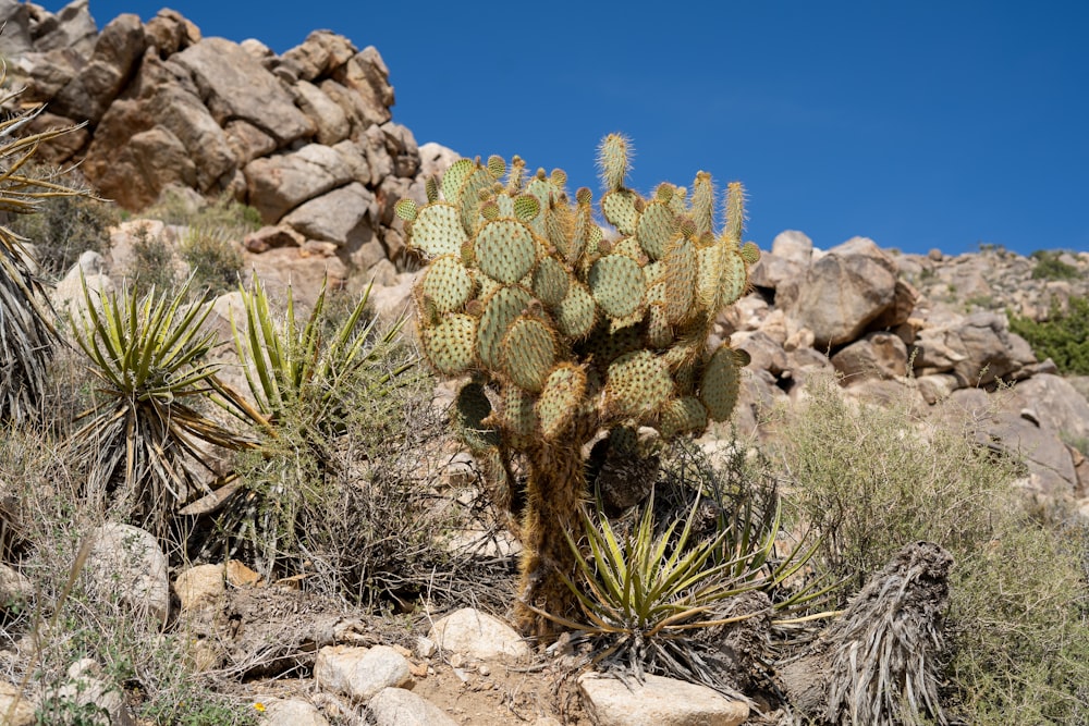 a cactus in the middle of a rocky area