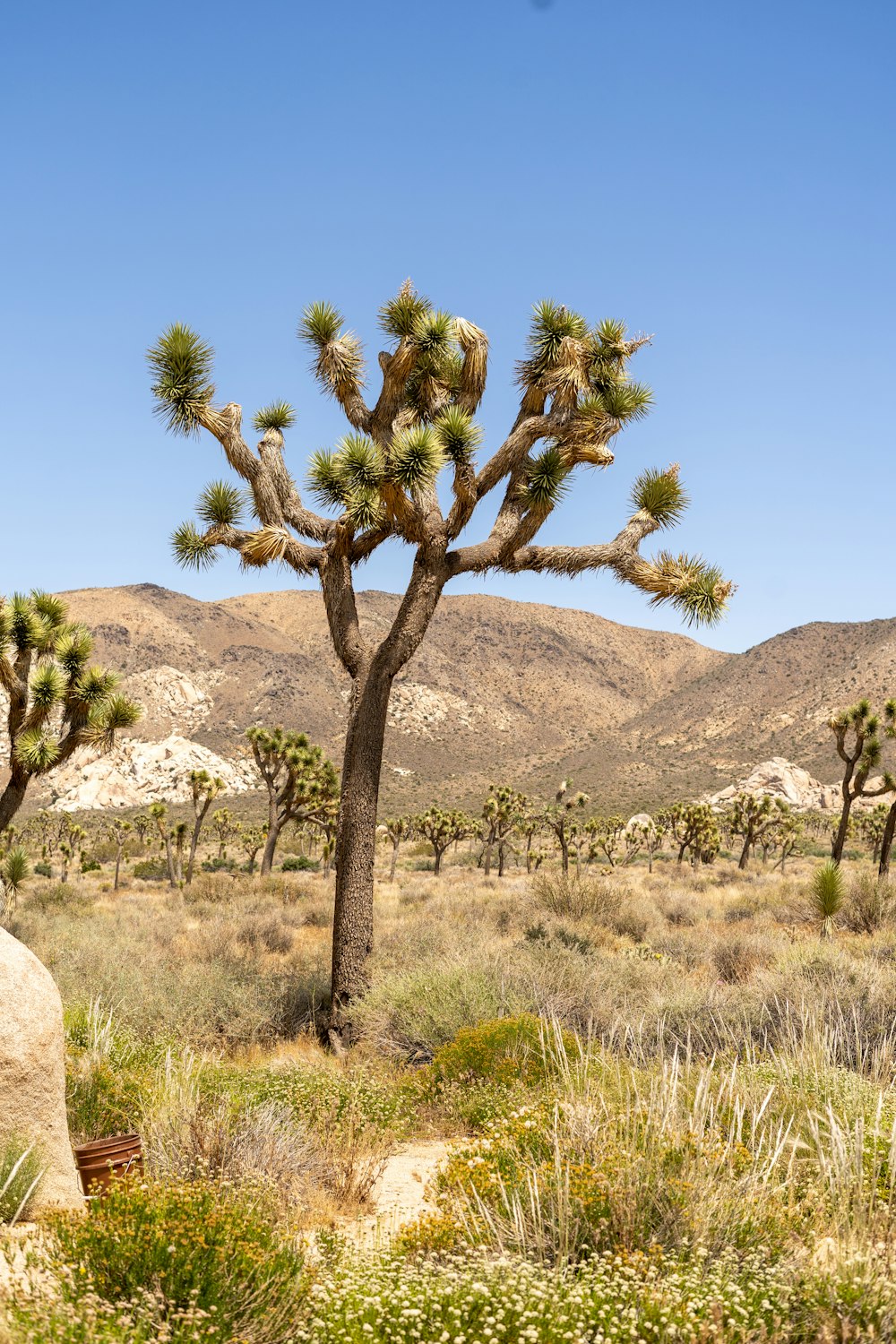 a joshua tree in the desert with mountains in the background