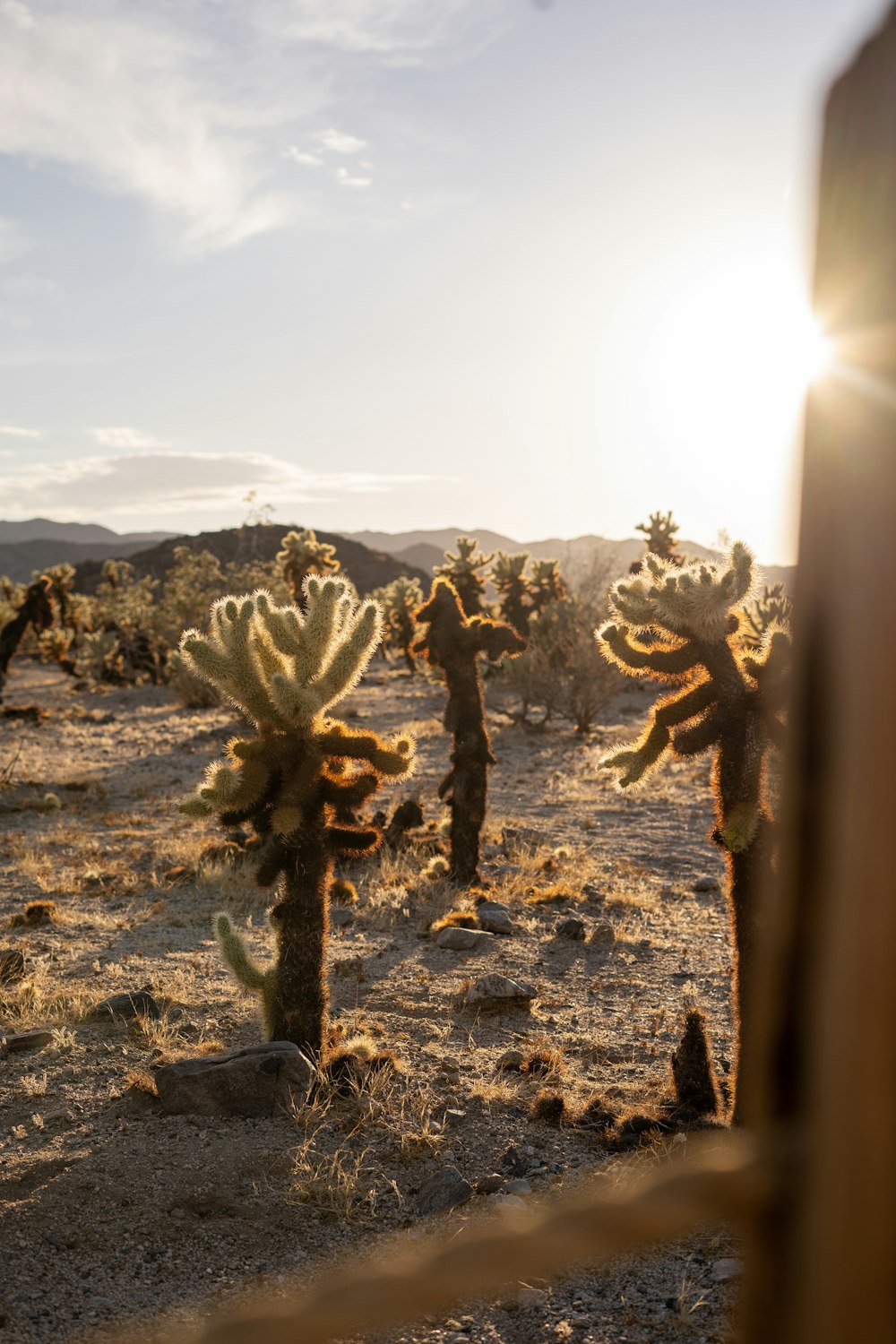 a group of cactus plants in the desert