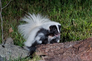 A friendly skunk peeking out from behind a wooden fence in a quiet San Antonio neighborhood.