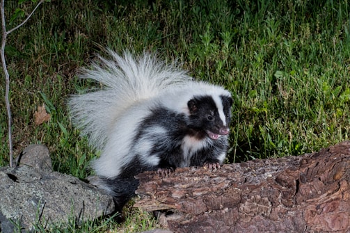 A friendly skunk peeking out from behind a wooden fence in a quiet San Antonio neighborhood.