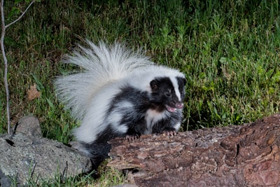 Close-up of a skunk safely inside a live trap, calm and unharmed.