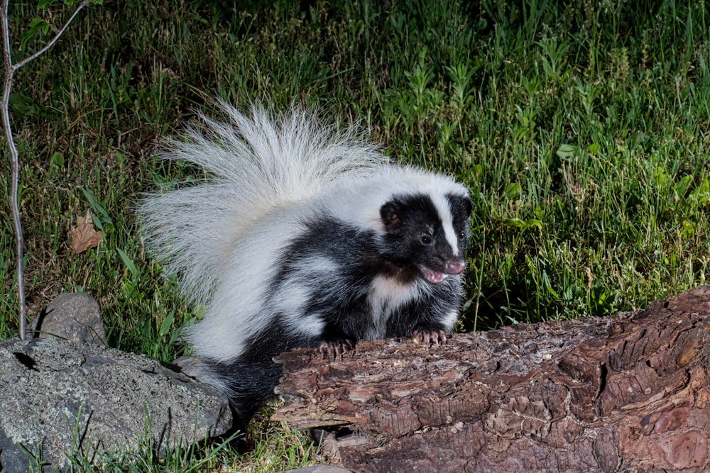 ein skunky skunky skunky skunky skunky skunky skunky