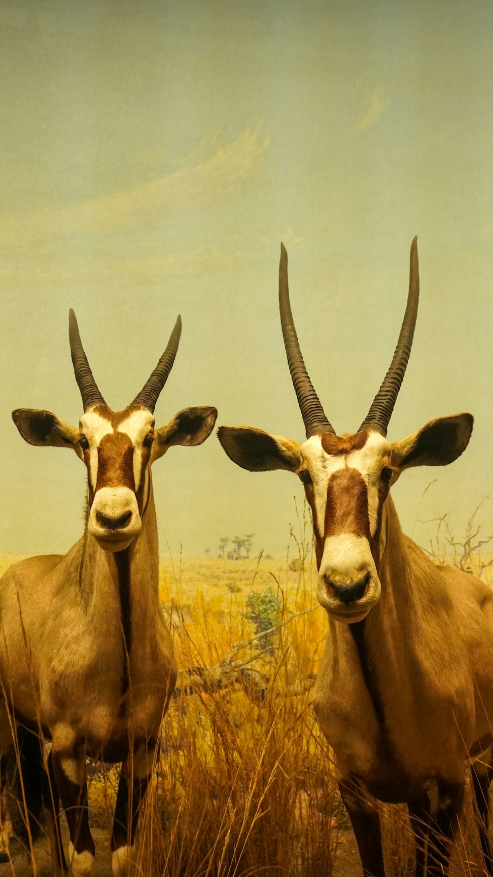 two long horn steer standing next to each other