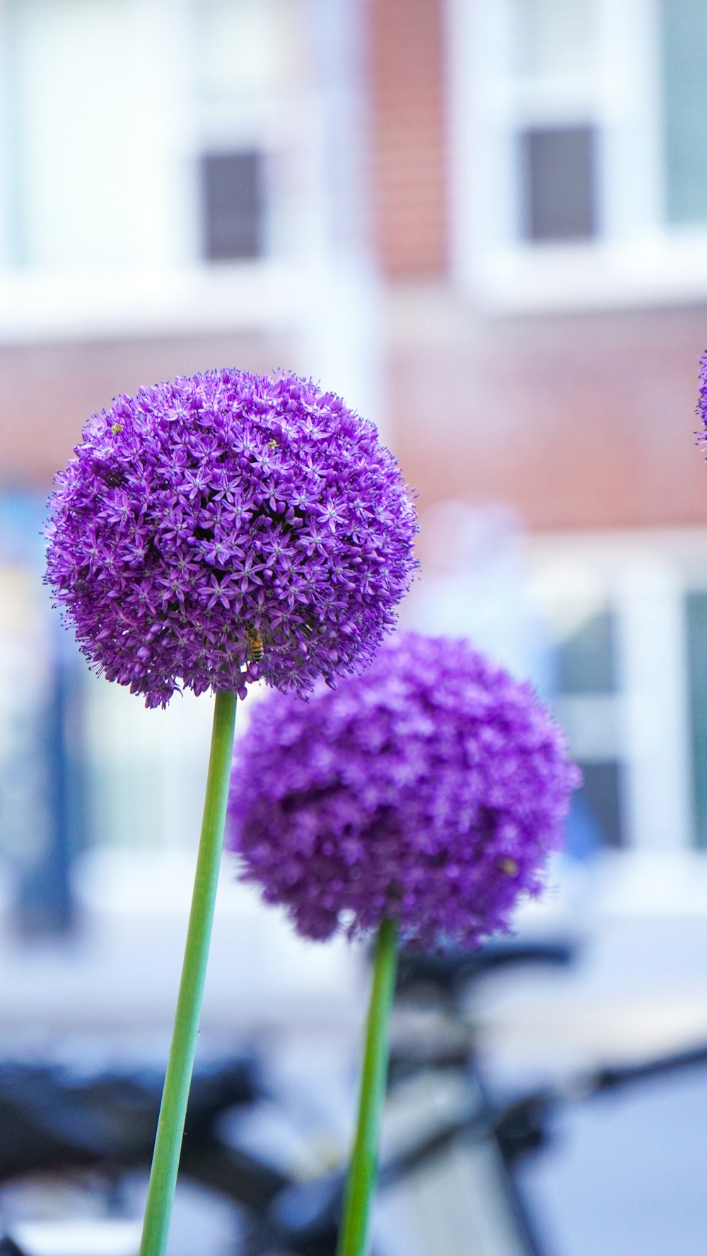 a couple of purple flowers sitting in a vase