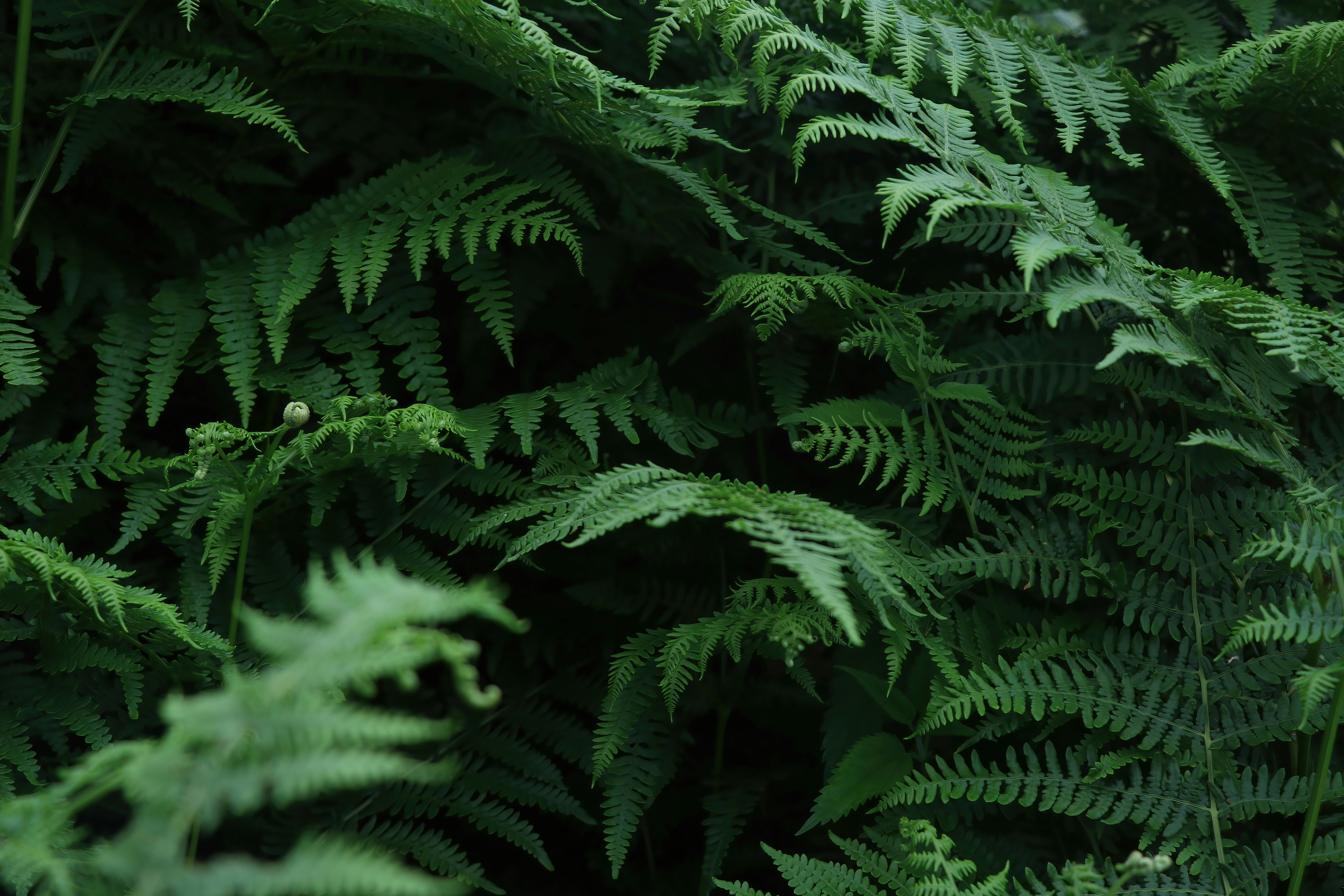 a close up of a bunch of green plants