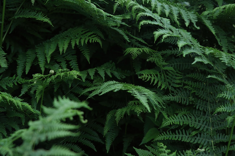 a close up of a bunch of green plants