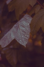 Close-up of medicinal leeches in a natural water environment.