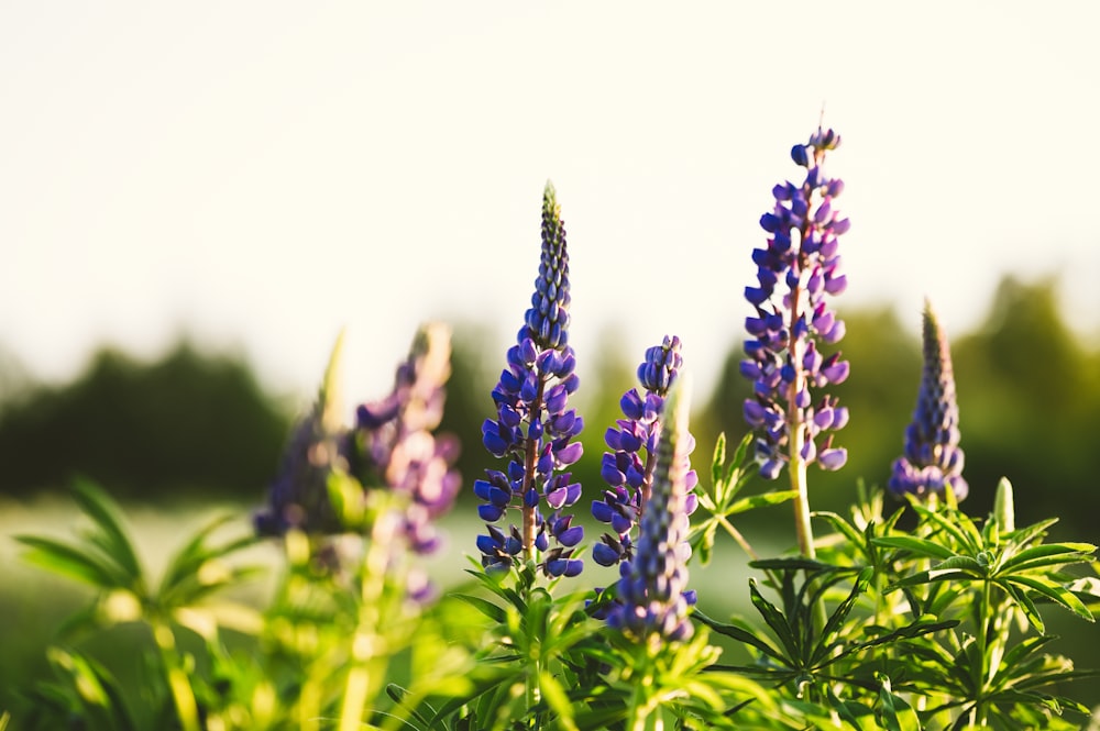 a bunch of purple flowers in a field