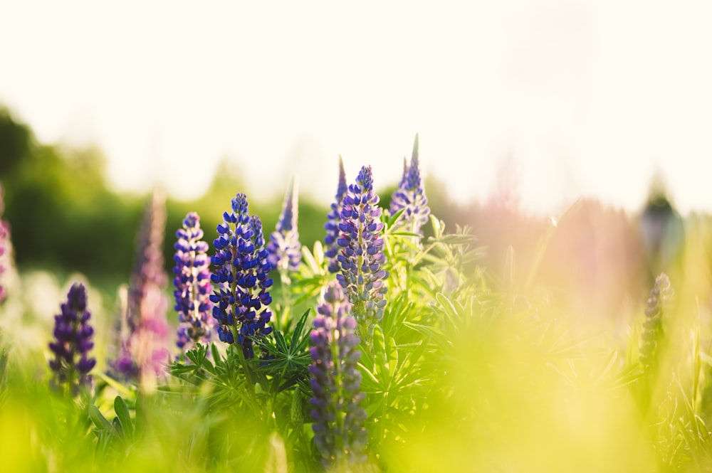 Un mazzo di fiori viola in un campo