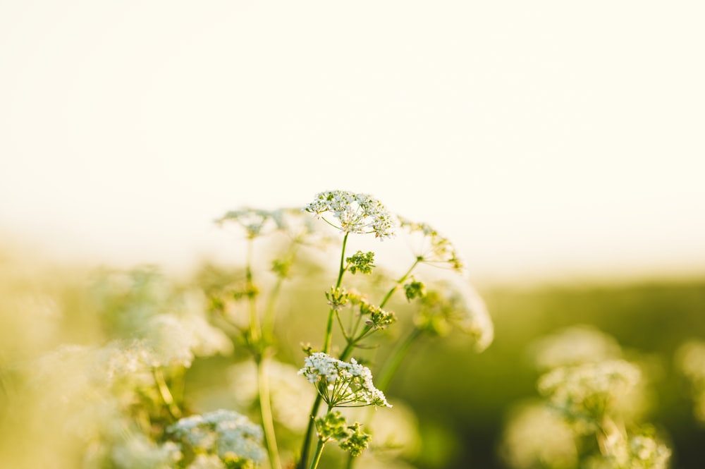 a close up of a bunch of flowers in a field