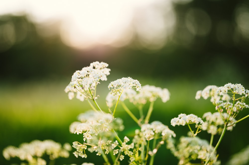 a bunch of white flowers in a field