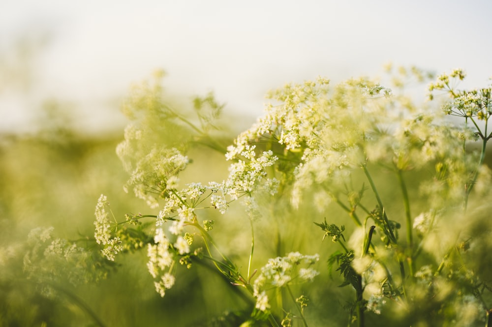 a bunch of flowers that are in the grass