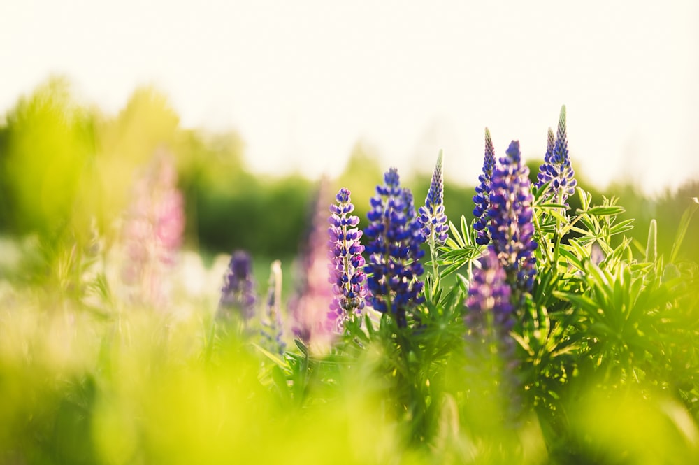 a bunch of purple flowers in a field