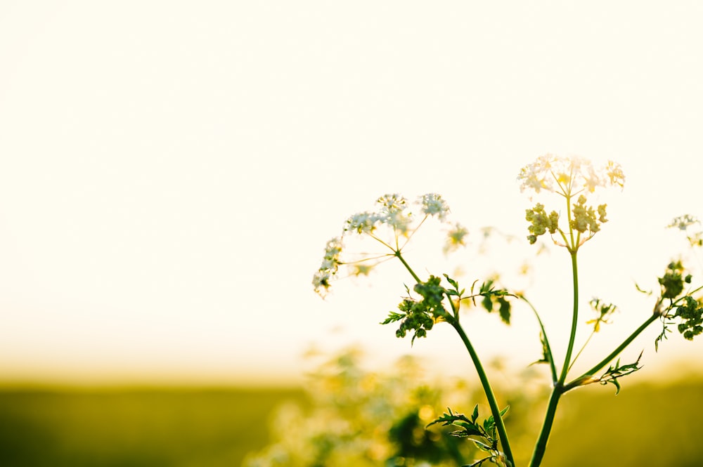 a close up of a flower in a field