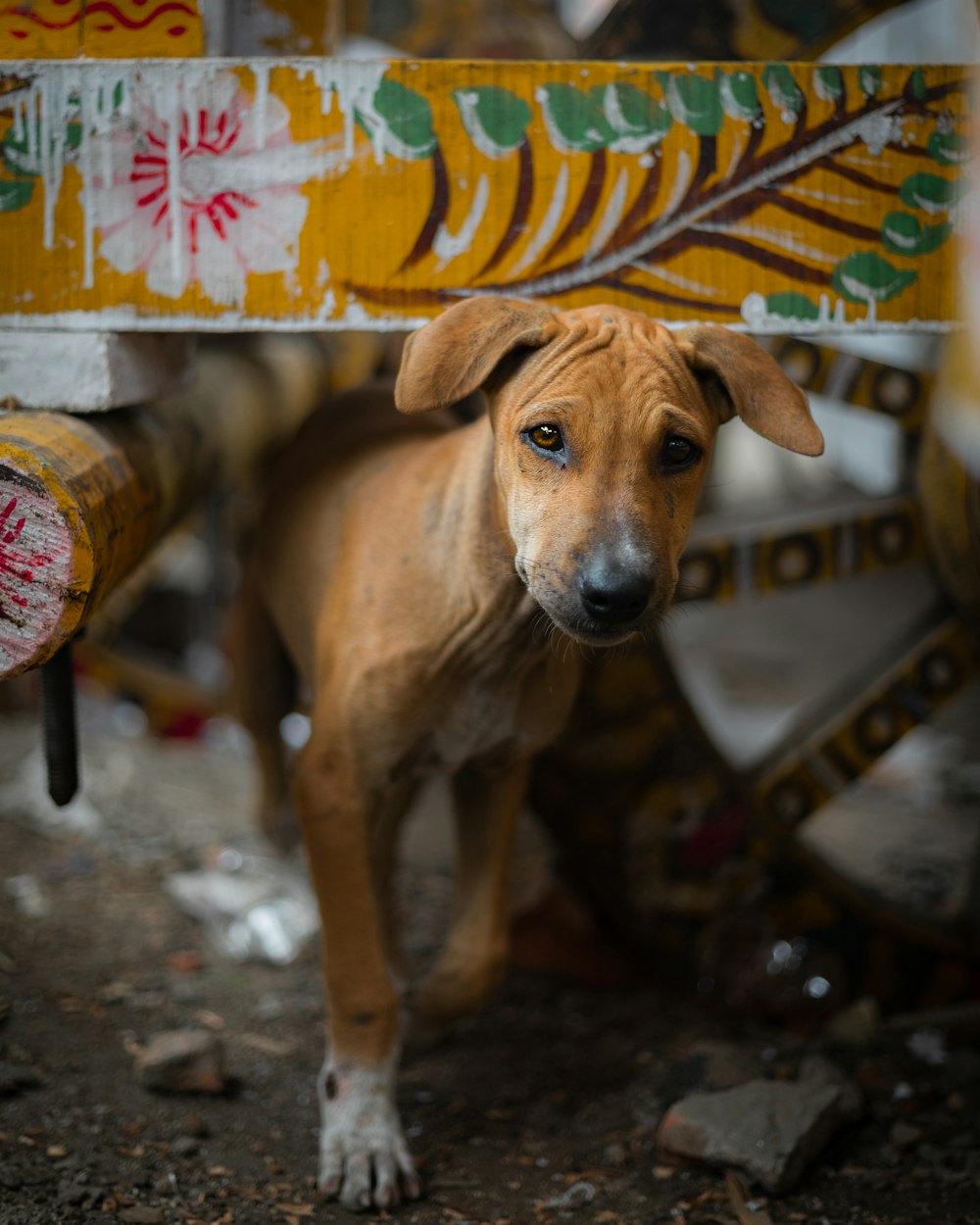 un chien brun debout sous un banc en bois