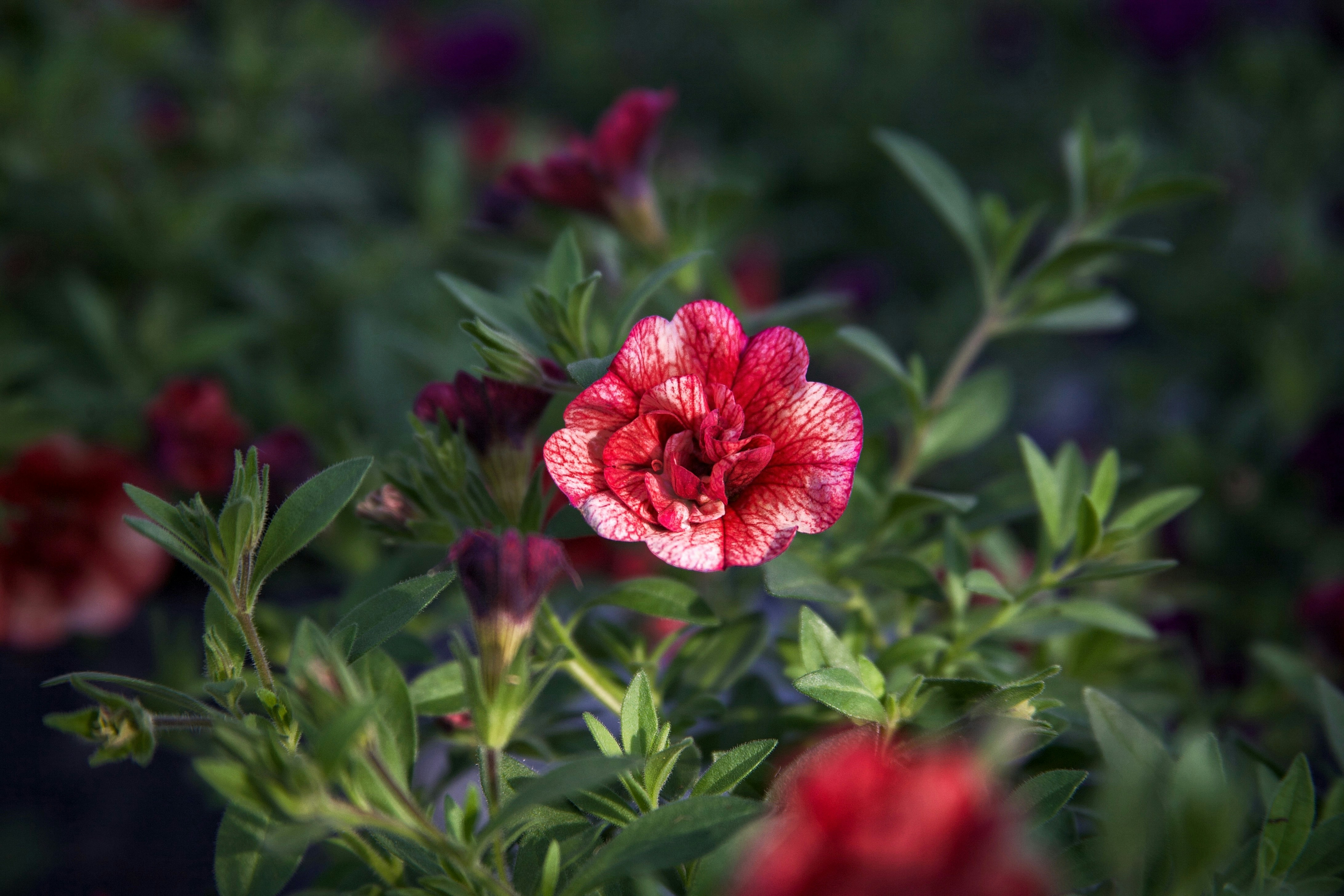 a close up of a pink flower with green leaves