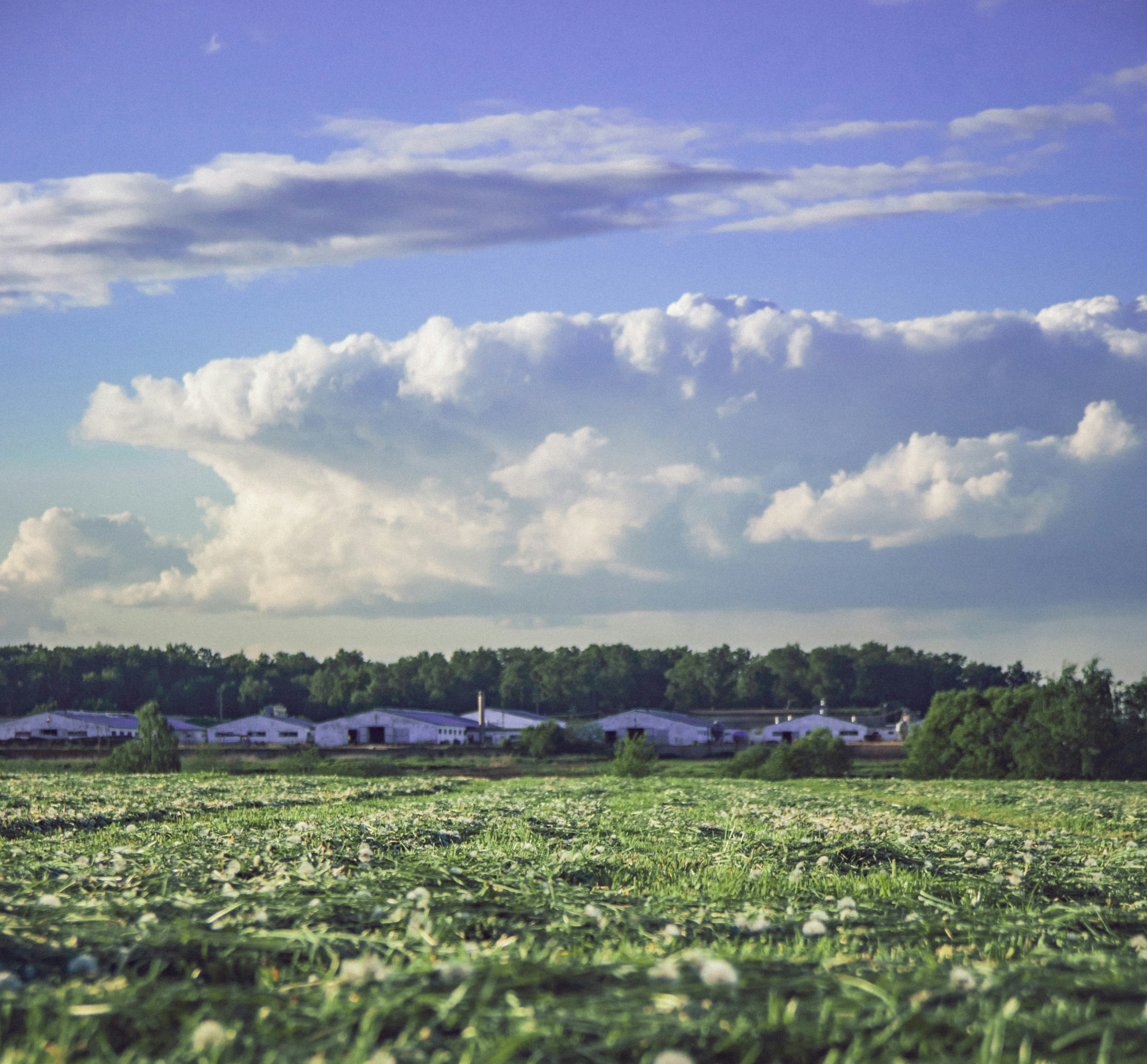 a field of grass with houses in the background