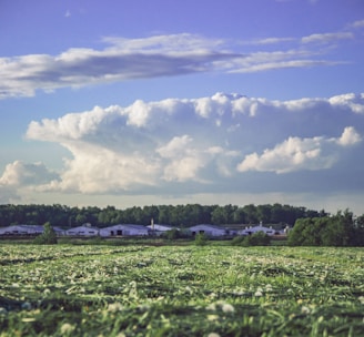 A vast, open field with green grass stretches out under a sky filled with fluffy white clouds. In the distance, a row of industrial buildings is visible, partially obscured by dense trees.