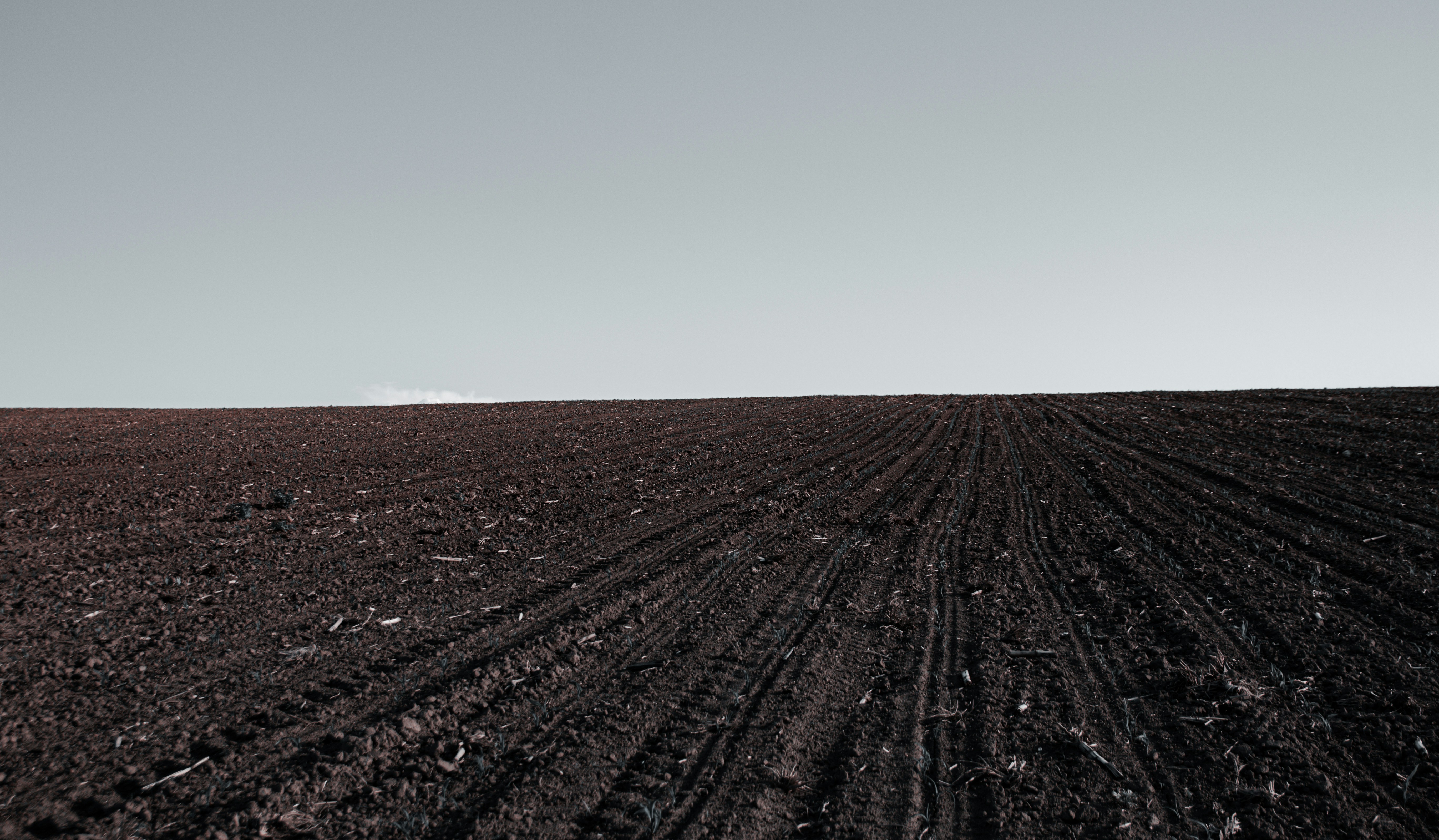 a large field with a single tree in the middle of it