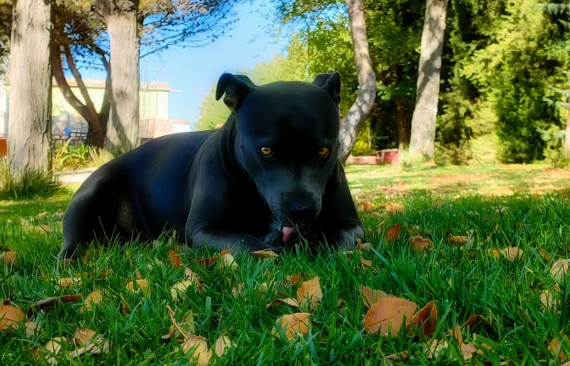 Why do dogs dig? Boredom causing a dog to dig holes.