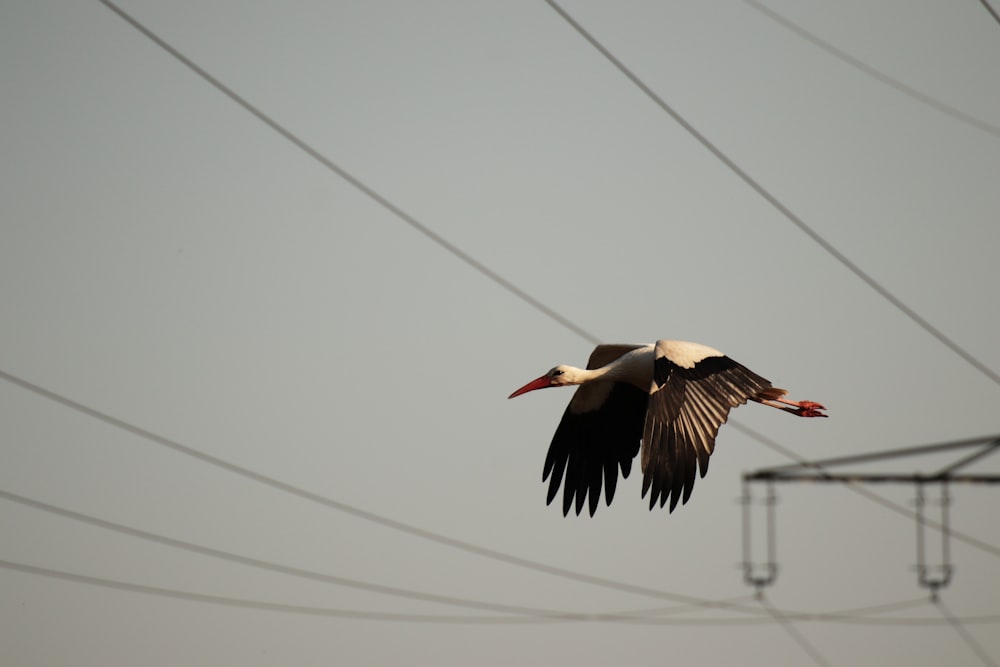 a large bird flying over a power line