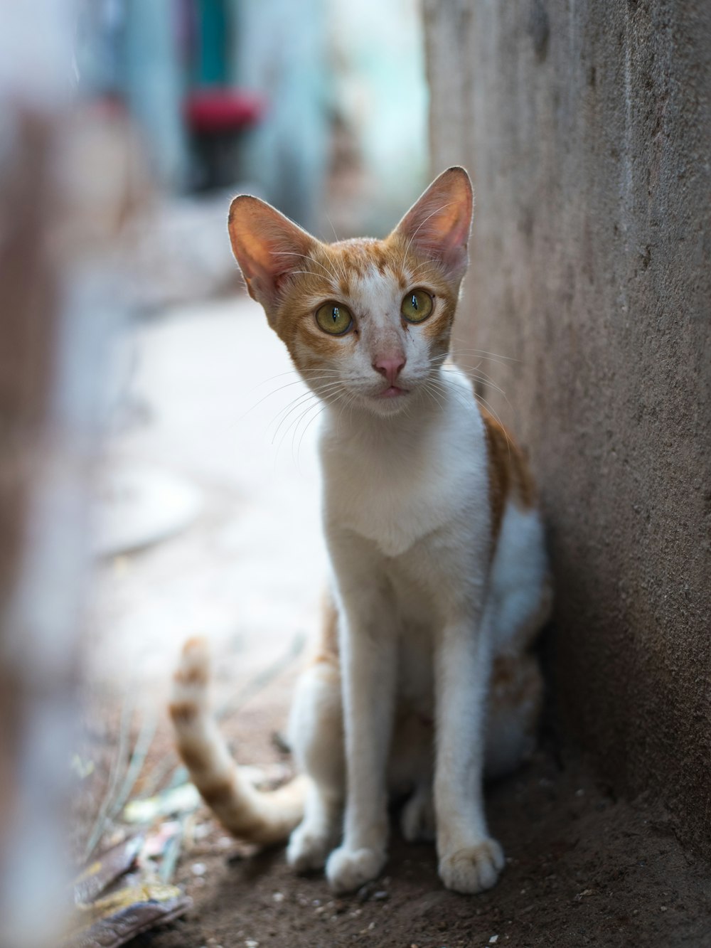 an orange and white cat sitting next to a wall