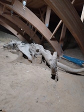 A large prehistoric skeleton lies partially buried in sand within a wooden structured shelter, featuring prominent bones and the wooden beams above suggesting protection or preservation.