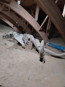 A large prehistoric skeleton lies partially buried in sand within a wooden structured shelter, featuring prominent bones and the wooden beams above suggesting protection or preservation.