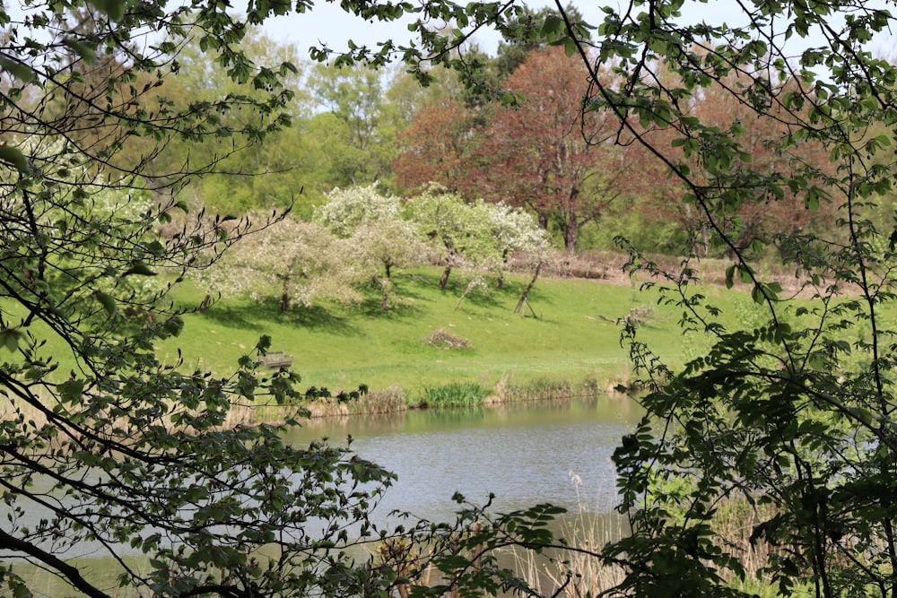 a pond surrounded by trees and a lush green field