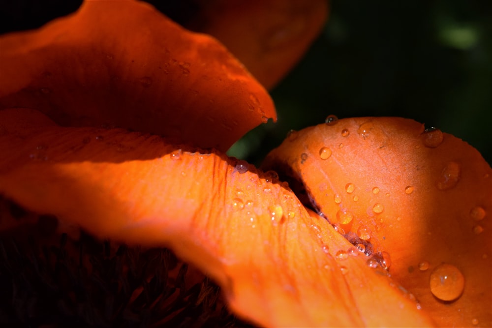 an orange flower with water droplets on it