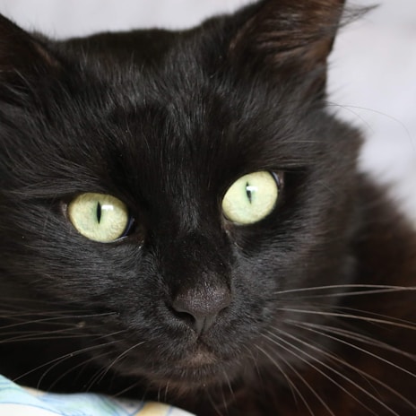 A gentle black cat gazing softly at the camera with bright green eyes.