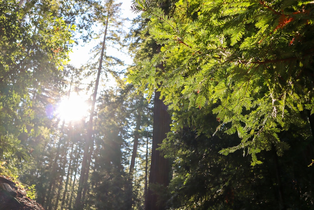 the sun is shining through the trees in the forest