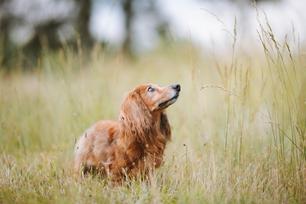a brown dog standing in a field of tall grass