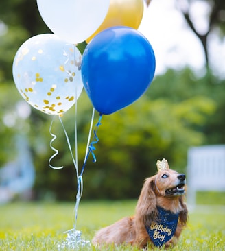 a dog sitting in the grass with a bunch of balloons
