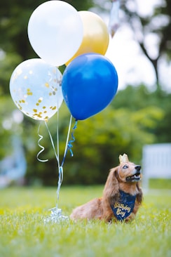 a dog sitting in the grass with a bunch of balloons