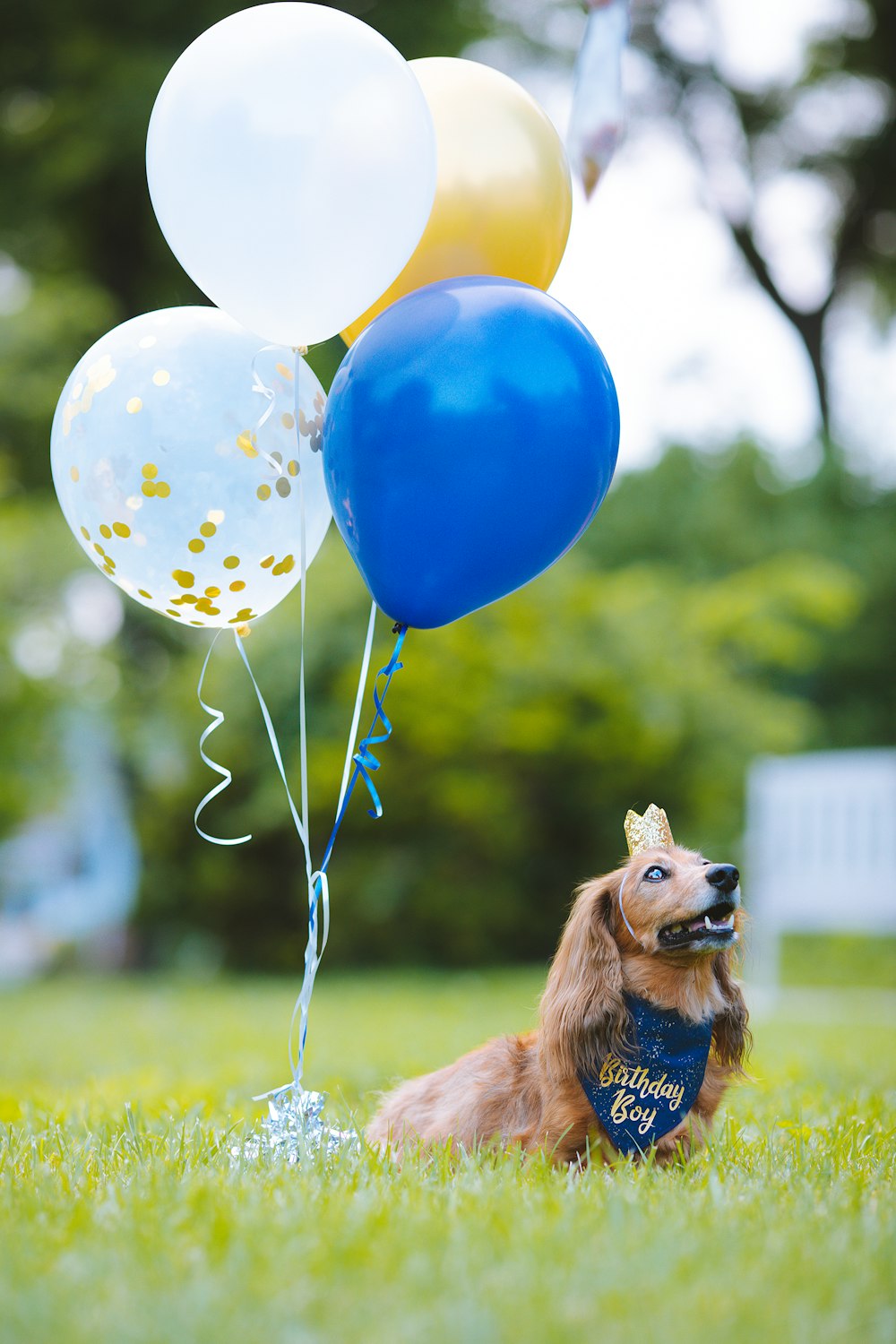 a dog sitting in the grass with a bunch of balloons