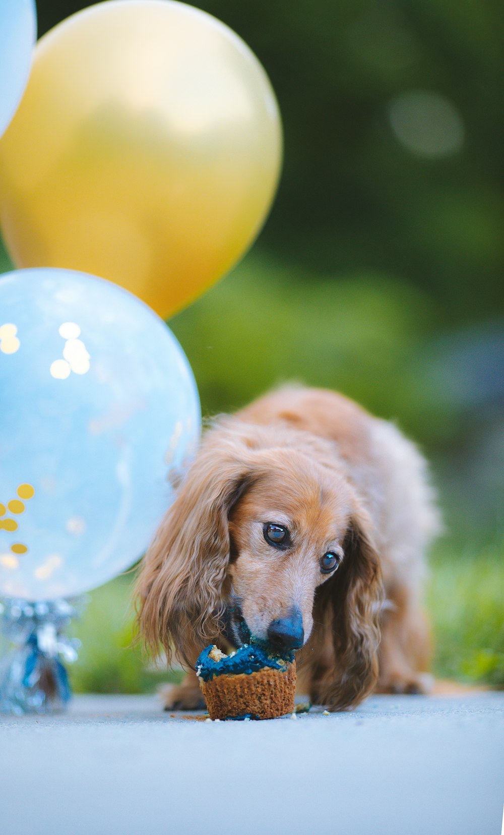 a brown dog chewing on a toy in front of balloons