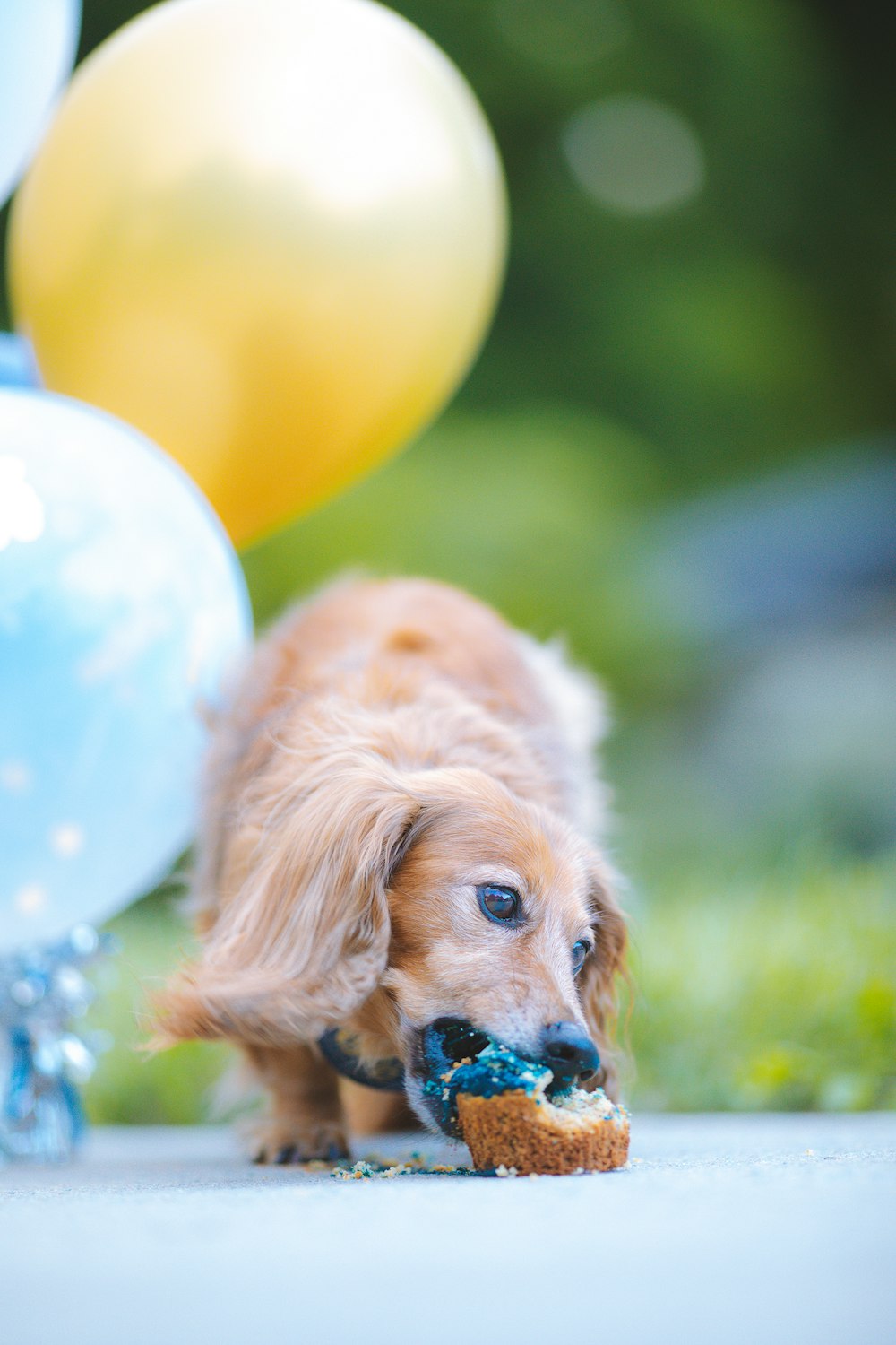 a small dog chewing on a toy in front of balloons