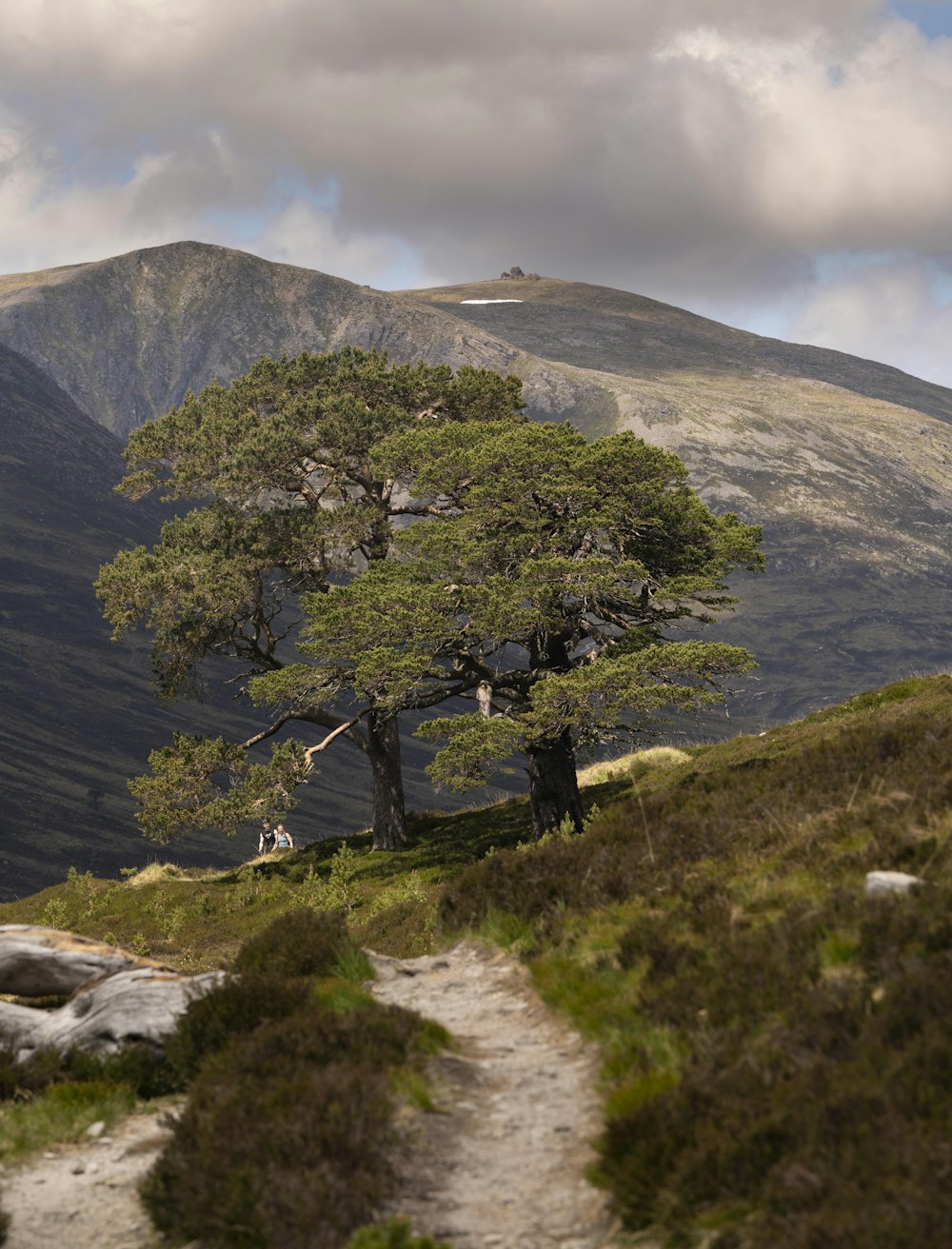 Un árbol solitario en la ladera de una montaña