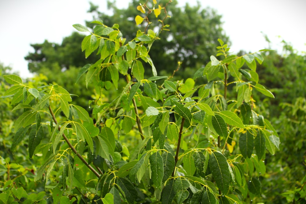 a bush with green leaves in the foreground and trees in the background