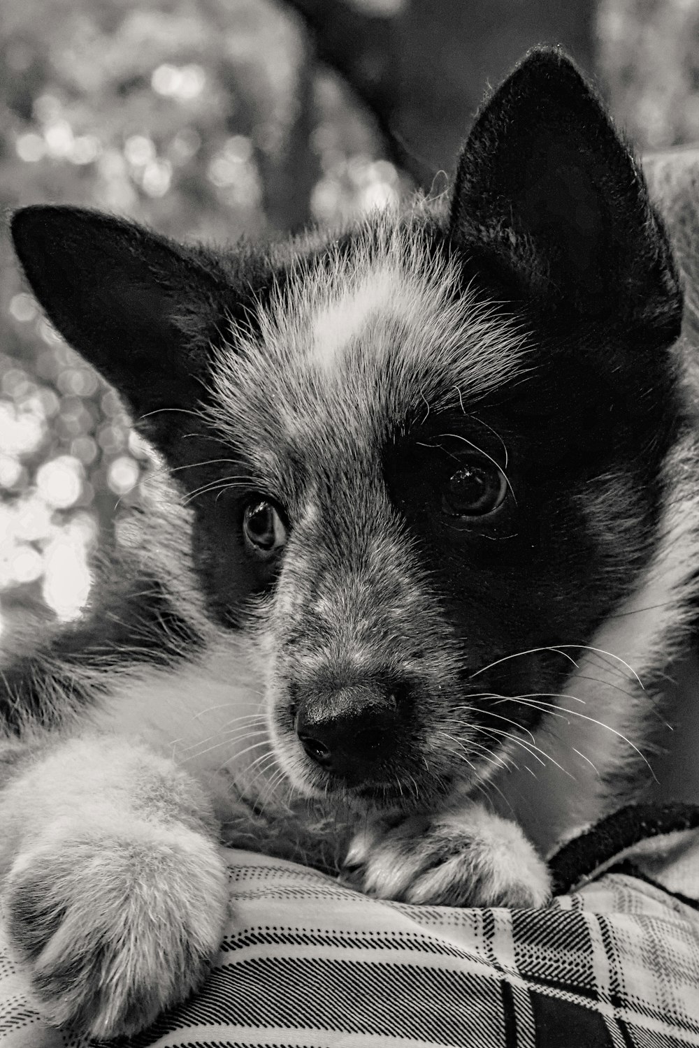 a black and white photo of a dog on a person's lap