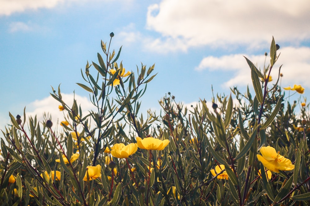 a field of yellow flowers with a blue sky in the background