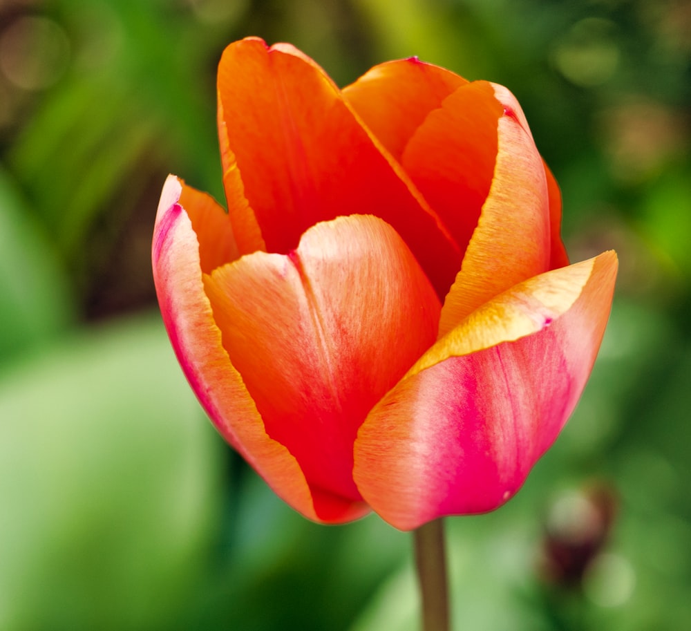 a close up of a flower with a blurry background